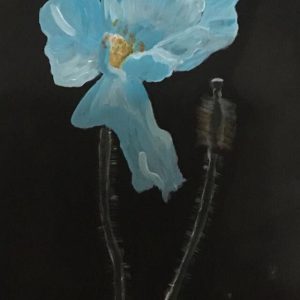 Blue poppy