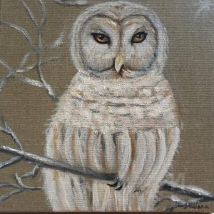 Hibou-blanche
