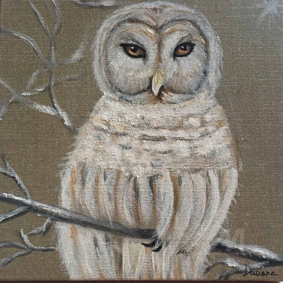 Hibou-blanche